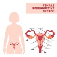 The Reproductive System of Human vector