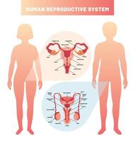 el reproductivo sistema de humano vector