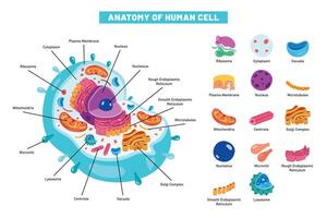 The Structure Of Human Cell vector