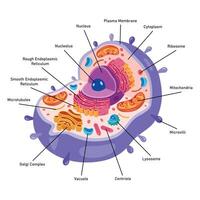 The Structure Of Human Cell vector