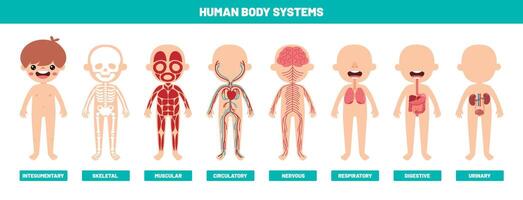 dibujo de humano cuerpo sistemas vector