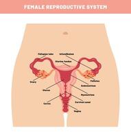 The Reproductive System of Human vector