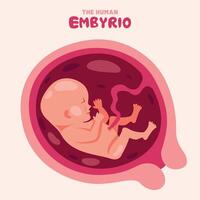 anatomía de un humano embrión vector