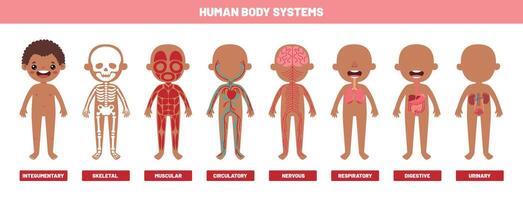 dibujo de humano cuerpo sistemas vector