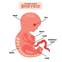 anatomía de un humano embrión vector