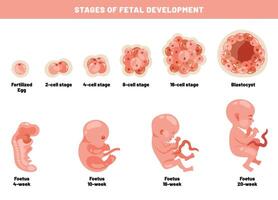 fetal desarrollo de un embrión vector