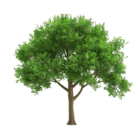 tree on transparent background AI-Generated png