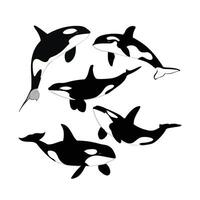 Beautiful illustration five whale vector