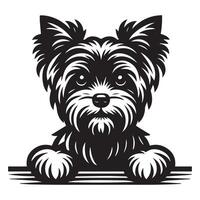 perro echar un vistazo - Yorkshire terrier perro echar un vistazo cara ilustración en negro y blanco vector