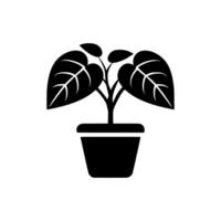 Indoor plant icon. Black Indoor plant icon on white background. illustration vector