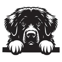 Dog Peeking - Leonberger Dog Peeking face illustration in black and white vector