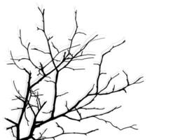 Black Branch Tree or Naked trees silhouettes. Hand drawn isolated illustrations. vector