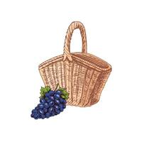 Hand-drawn colored sketch of a wicker picnic basket and bunch of grapes. Doodle vintage illustration. Engraved image. vector