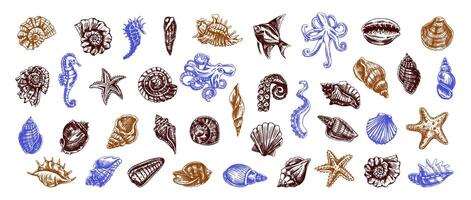 Color images of shells, octopuses, fish, starfish, seahorses, ammonites. Hand-drawn illustrations. A collection of realistic sketches of various ocean inhabitants vector