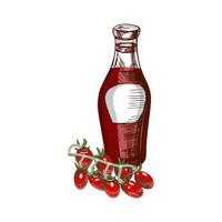 Hand-drawn colored sketch of ketchup or sauce in a glass jar and tomato branch. For the design of the menu of restaurants and cafes, grilled food. vector