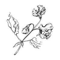 mano dibujado gráfico tinta ilustración botánico flores hojas. dulce eterno guisante, arveja enredadera legumbre. rama ramo de flores aislado en blanco antecedentes. diseño boda, amor tarjetas, floral tienda vector