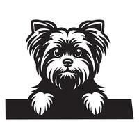 Dog Peeking - Silky Terrier Dog Peeking face illustration in black and white vector