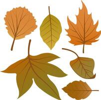 Fall foliage decoration from various fallen tree leaves. Collection of dry autumn plant and tree leaves set on white background. vector