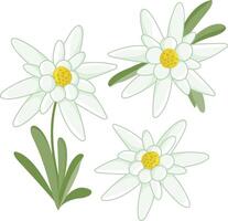 Collection of edelweiss flowers on white background. White Alpine mountain wildflowers. vector