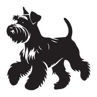 illustration of a Miniature Schnauzer Trotting happily in black and white vector