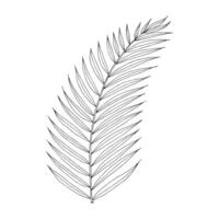 Palm tropical leaf hand drawn isolated element for design in black color vector