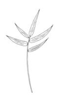 Bamboo tropical leaf hand drawn isolated element for design in black color vector