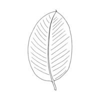 Ficus tropical leaf hand drawn isolated element for design in black color vector