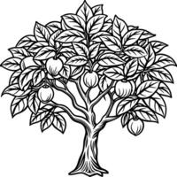 Guava tree coloring pages. Tree outline for coloring book vector