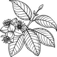 Guava tree coloring pages. Tree outline for coloring book vector