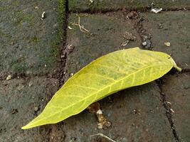 Fresh green leaves fall on the mossy brick road photo