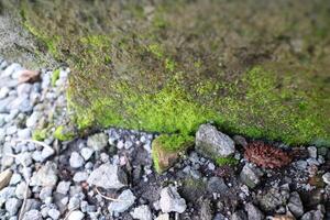 green moss plants attached to the wall, with some pebbles beside it photo