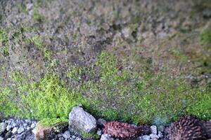 green moss plants attached to the wall, with some pebbles beside it photo