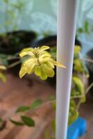 a shoot of the Lee Kwan Yew plant, light green in color. in the yard photo