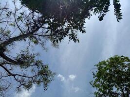 view of a clear sky during the day with several tree branches photo