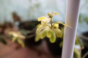 a shoot of the Lee Kwan Yew plant, light green in color. in the yard photo