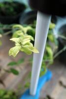 a shoot of the Lee Kwan Yew plant, light green in color. in the yard photo