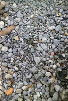 hundreds of small, brightly colored pebbles in a garden photo