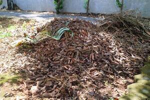 un pila de seco hojas desde el rambután árbol foto