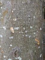 The texture of the tree trunk is brown with some fungal spots photo