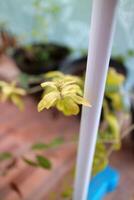 a shoot of the Lee Kwan Yew plant, light green in color. in the yard photo