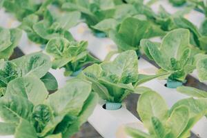 Two Asian farmers inspecting the quality of organic vegetables grown using hydroponics. photo