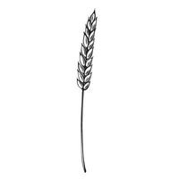 Wheat ear with grains. illustration isolated. Sereal for bakery, flour production. Rye, barley spikelet. Harvesting wholegrain. Template for wrapping, cookbook, brewery, showcase, website. vector