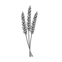 Bunch of wheat ears. illustration isolated. Sereals for backery, flour production. Rye, barley spikelets. Harvesting wholegrain. Template for wrapping, cookbook, brewery, showcase, app, website vector