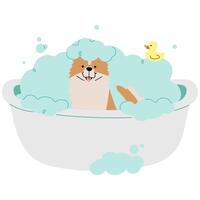 Pet Grooming Bangkaew single cute on a white background illustration. vector