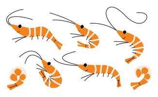 Shrimp 1 cute on a white background, illustration. vector