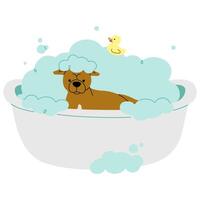 Pet Grooming Pitbull single on a white background illustration. vector