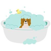 Pet Grooming single Cocker Spaniel cute on a white background illustration. vector