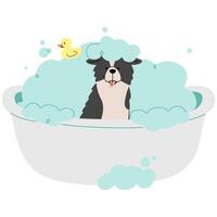 Pet Grooming Border Collie single cute on a white background illustration. vector