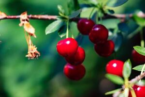 Sour cherry and cherries. Fruit and vegetables. Plant and plants. photo