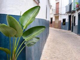 A plant Strelitzia Nicholas is growing on a white and blue wall next to a quiet cobblestone street photo